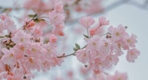 鶴舞公園桜まつり｜穴場の駐車場まとめ！お得に停められる駐車場や予約も【2024】