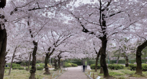 鶴舞公園桜まつり｜穴場の駐車場まとめ！お得に停められる駐車場や予約も【2024】
