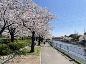 荒子川公園｜桜まつりの混雑を避ける３つの方法！開花情報やキッチンカーも紹介【2024】